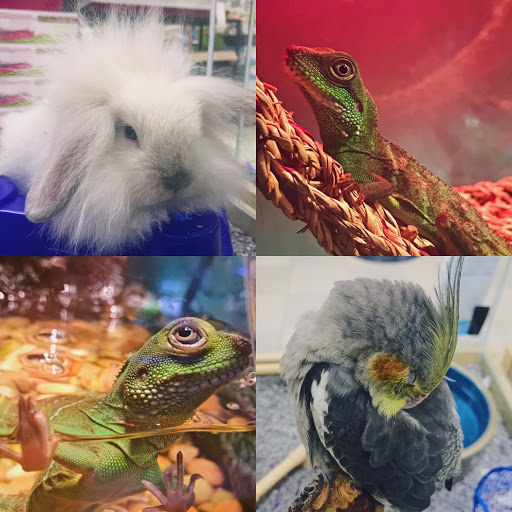 Pet Store «Petland», reviews and photos, 1514 Stonecreek Dr, Pickerington, OH 43147, USA