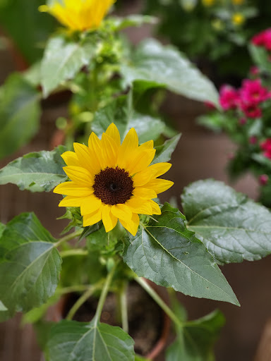 Florist «McShan Florist, Inc.», reviews and photos, 10311 Garland Rd, Dallas, TX 75218, USA