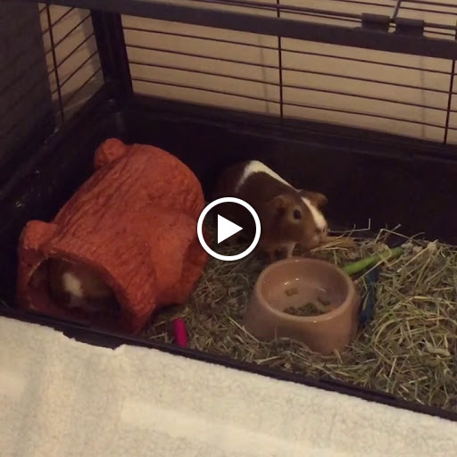 Pet Supply Store «PetSmart», reviews and photos, 350 Fifth St, Oswego, IL 60543, USA