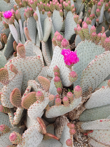 National Reserve «Riparian Preserve at Water Ranch», reviews and photos, 2757 E Guadalupe Rd, Gilbert, AZ 85234, USA