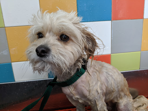 Pet Supply Store «Unleashed by Petco», reviews and photos, 1402 Wilshire Blvd, Santa Monica, CA 90403, USA