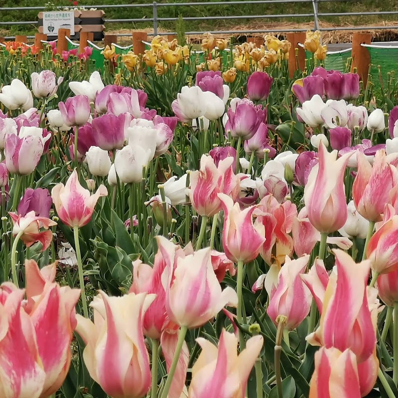 チューリップ畑 長崎県長崎市香焼町 植物園 グルコミ