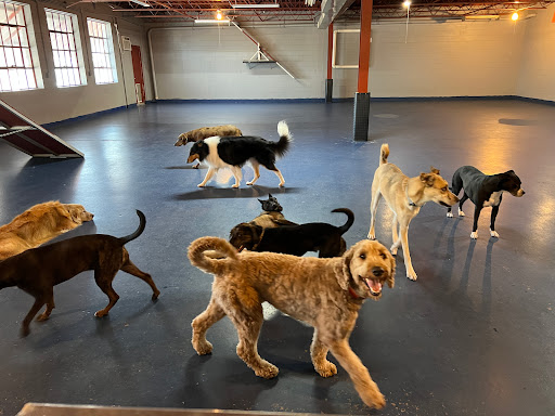 Great Expectations Dog Center