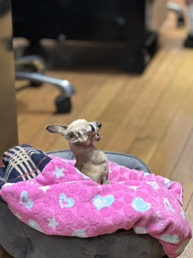 Explore softball tattoo ideas, creative tattoo ideas in New York, available at In Due Time Tattoo