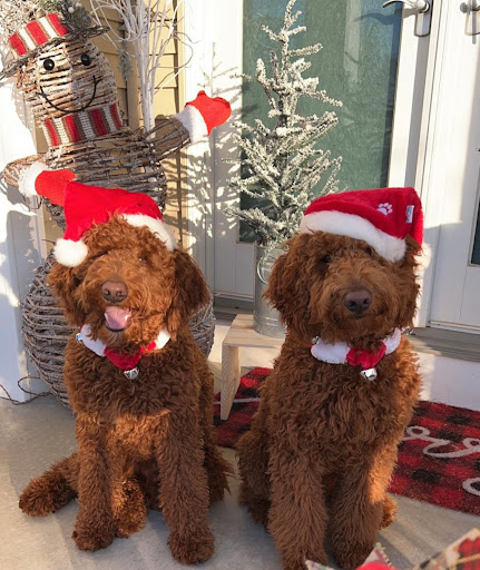 Pet Supply Store «Petco Animal Supplies», reviews and photos, 1450 Twixt Town Rd, Marion, IA 52302, USA