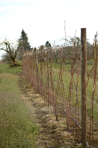 Produce Market «B&P Hitz Fruit Farm (Apples N Produce)», reviews and photos, 14070 Wilco Hwy NE, Woodburn, OR 97071, USA