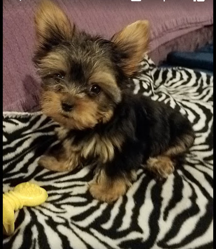 Pet Store «Petland Las Vegas», reviews and photos, 8800 W Charleston Blvd #3, Las Vegas, NV 89145, USA