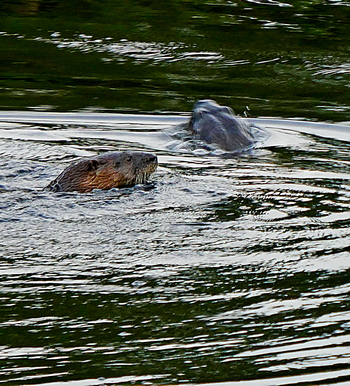 Country Club «Club at Pelican Bay», reviews and photos, 350 Pelican Bay Dr, Daytona Beach, FL 32119, USA