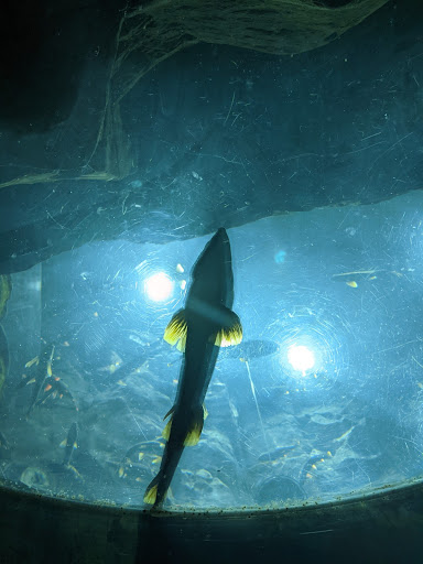 Aquarium «Great Lakes Aquarium», reviews and photos, 353 Harbor Dr, Duluth, MN 55802, USA