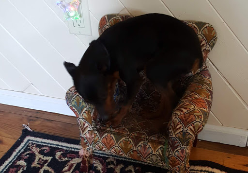 Pet Supply Store «Petco», reviews and photos, 1851 Sunrise Hwy, Bay Shore, NY 11706, USA