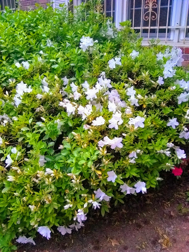 Auto Auction «Manheim Atlanta», reviews and photos, 4900 Buffington Rd, College Park, GA 30349, USA