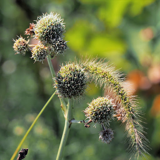 Modern Art Museum «Glenstone», reviews and photos, 12002 Glen Rd, Potomac, MD 20854, USA