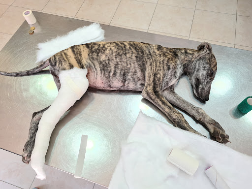 Clínica Veterinaria Hípica 29 en Valladolid