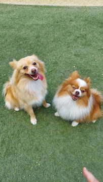 The Clip Joint Pet Grooming - Photo 5 - Car repair in Orange, CA, Orange