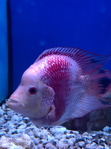 Aquarium «Nemos Aquarium», reviews and photos, 4051 Stone Mountain Hwy, Snellville, GA 30039, USA