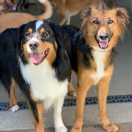 Pet Club Maricopa, 21145 N John Wayne Pkwy, Maricopa, AZ 85139, USA, 