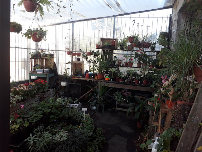 Mercado De Plantas