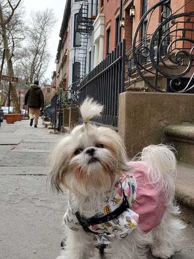 Pet Store «Doggy Dog World Inc», reviews and photos, 2552 Coney Island Ave, Brooklyn, NY 11223, USA