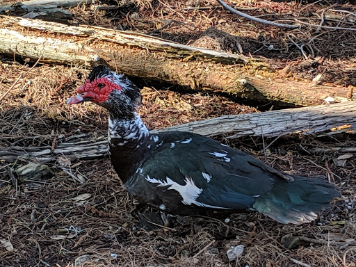 Golf Course «Crane Lakes Golf & Country Club», reviews and photos, 1850 Crane Lakes Blvd, Port Orange, FL 32128, USA