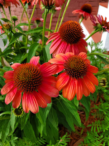 Grocery Store «Market Basket», reviews and photos, 2 Water St, Haverhill, MA 01830, USA