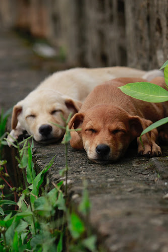 Hunde & Katzen Salon Chipsy J. Pistyur Telefonnummer