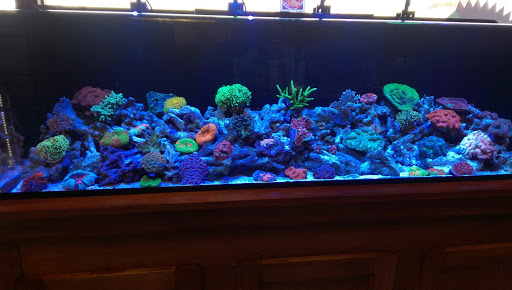 Tropical Fish Store «Beyond the Reef», reviews and photos, 205 W Golf Rd, Schaumburg, IL 60195, USA