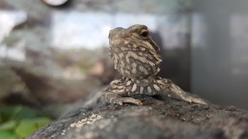 Pet Supply Store «Petco Animal Supplies», reviews and photos, 1694 Boston Rd, Springfield, MA 01129, USA