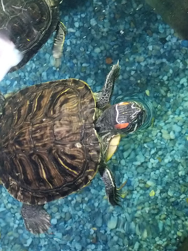 Pet Store «Fin-N-Feather», reviews and photos, 2931 F St, Eureka, CA 95501, USA