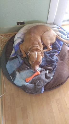 Pet Supply Store «PetSmart», reviews and photos, 20530 E 13 Mile Rd, Roseville, MI 48066, USA