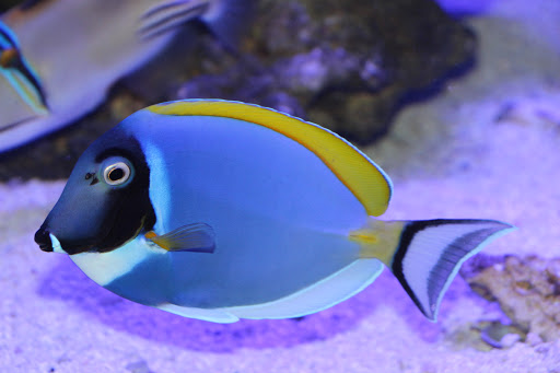 Tropical Fish Store «Ocean Gallery», reviews and photos, 980 US-22, North Plainfield, NJ 07060, USA