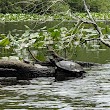 Pocomoke State Forest