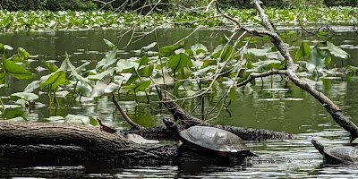 Pocomoke State Forest