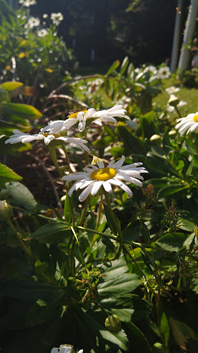 Vineyard «Diamond Hill Vineyards», reviews and photos, 3145 Diamond Hill Rd, Cumberland, RI 02864, USA