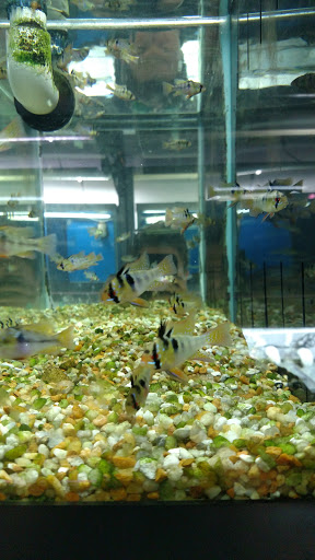 Pet Store «M V Pets», reviews and photos, 7429 S Westnedge Ave, Portage, MI 49002, USA