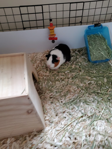 Pet Supply Store «PetSmart», reviews and photos, 2101 Elmwood Ave, Buffalo, NY 14207, USA