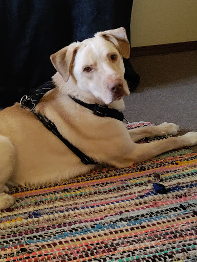 All Creatures Animal Clinic: Mark Hale, DVM