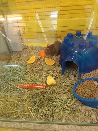 Pet Supply Store «Pet Supplies Plus», reviews and photos, 30450 Lakeshore Blvd, Willowick, OH 44095, USA