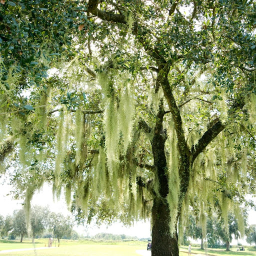 Golf Resort «ChampionsGate Golf Club», reviews and photos, 8575 White Shark Blvd, Davenport, FL 33896, USA