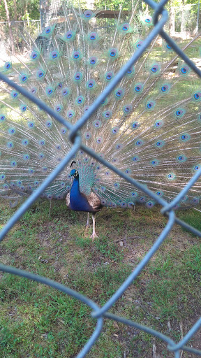 Zoo «Chestatee Wildlife Preserve & Zoo», reviews and photos, 469 Old Dahlonega Hwy, Dahlonega, GA 30533, USA