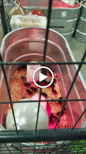 Home Improvement Store «Tractor Supply Co.», reviews and photos, 5743 W Tennessee St, Tallahassee, FL 32304, USA