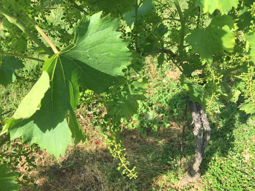 Vineyard «Boordy Vineyards», reviews and photos, 12820 Long Green Pike, Hydes, MD 21082, USA