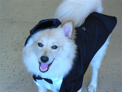 Pet Groomer «ITIG Happy Dog Wash», reviews and photos, 6465 S Chickasaw Trail, Orlando, FL 32829, USA