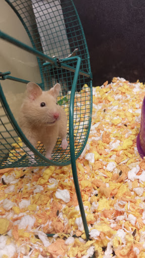 Pet Supply Store «PetSmart», reviews and photos, 4180 US-1, Monmouth Junction, NJ 08852, USA