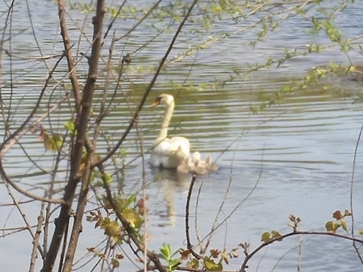 Park «Parks Lake», reviews and photos, Academy St, Rockaway, NJ 07866, USA