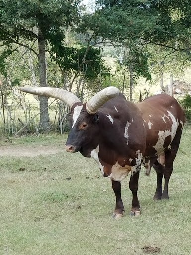 Tourist Attraction «Barn Hill Preserve», reviews and photos, 11370 LA-955, Ethel, LA 70730, USA