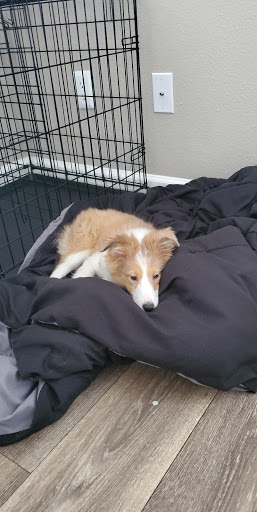 Pet Store «Pet City Pet Shops», reviews and photos, 750 Citadel Dr N # 2092, Colorado Springs, CO 80909, USA