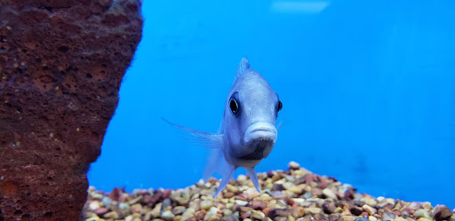 Pet Supply Store «Petco Animal Supplies», reviews and photos, 300 Hylan Dr, Rochester, NY 14623, USA