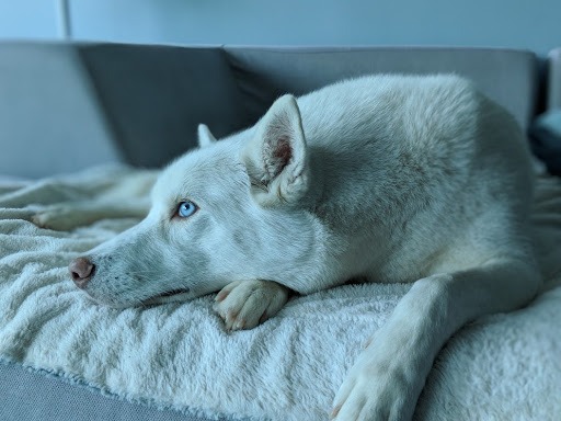 Dog Park «Clarendon Dog Park», reviews and photos, 1299 N Herndon St, Arlington, VA 22201, USA