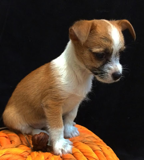 Pet Store «Animal Kingdom», reviews and photos, 5000 S Arizona Mills Cir, Tempe, AZ 85282, USA