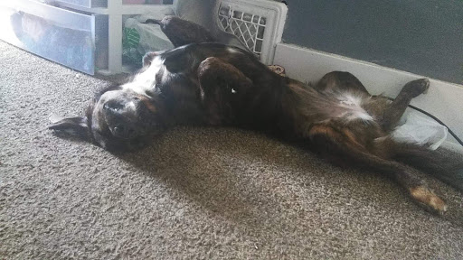 Pet Supply Store «Pet Supplies Plus», reviews and photos, 2202 S Bend Ave Suite 1, South Bend, IN 46635, USA